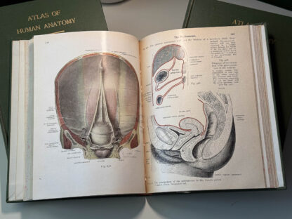 Various pics of the Atlas of Human Anatomy in three volumes.